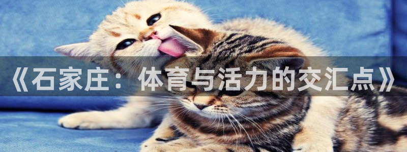 三亿体育网：《石家庄：体育与活力的交汇点》