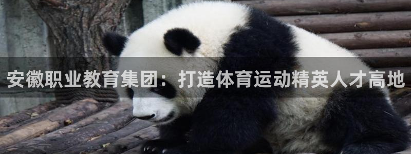 三亿体育登录：安徽职业教育集团：打造体育运动精英人才高地
