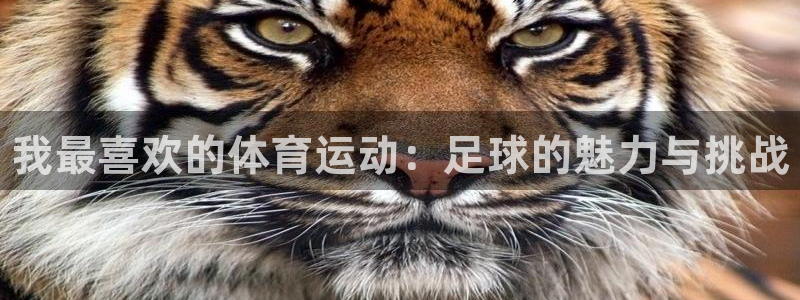 三亿体育：我最喜欢的体育运动：足球的魅力与挑战